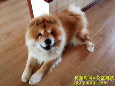 北京通州区走失一只黄色松狮，公，8岁，它是一只非常可爱的宠物狗狗，希望它早日回家，不要变成流浪狗。