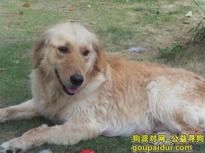 【淮南找狗】，寻找5岁金毛丢丢！！，它是一只非常可爱的宠物狗狗，希望它早日回家，不要变成流浪狗。