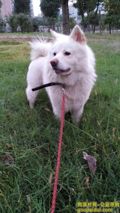【鄂州找狗】，求好心人帮我找到冲冲，它是一只非常可爱的宠物狗狗，希望它早日回家，不要变成流浪狗。