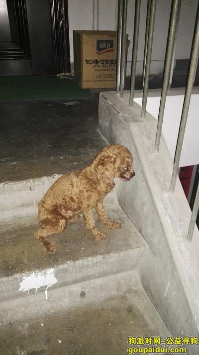 捡到狗，朝阳南沙滩五建小区18号楼4单元有无家可归的剃毛泰迪一只，它是一只非常可爱的宠物狗狗，希望它早日回家，不要变成流浪狗。