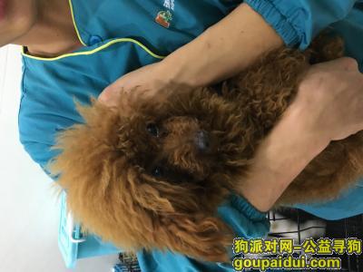 深圳捡到狗，寻主人 南山海王大厦邻居捡到一只贵宾犬，它是一只非常可爱的宠物狗狗，希望它早日回家，不要变成流浪狗。