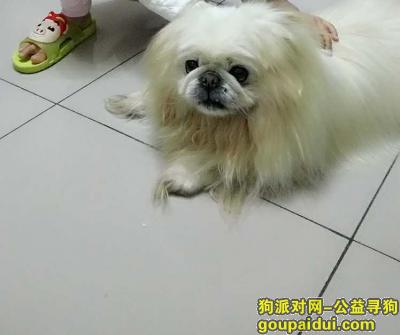 【保定找狗】，河北省保定市莲池区建华南大街寻找白色京巴，它是一只非常可爱的宠物狗狗，希望它早日回家，不要变成流浪狗。
