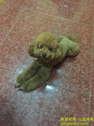南京寻狗启示 杰西卡 2016 3月10日 走失于 户部街 交警二大队，它是一只非常可爱的宠物狗狗，希望它早日回家，不要变成流浪狗。