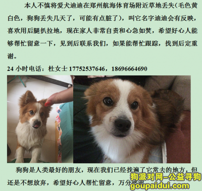 郑州寻狗启示，求大家帮忙寻找犬子，心疼我迪，它是一只非常可爱的宠物狗狗，希望它早日回家，不要变成流浪狗。
