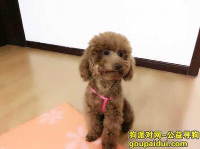 河北省石家庄市裕华区17晚走失泰迪，它是一只非常可爱的宠物狗狗，希望它早日回家，不要变成流浪狗。