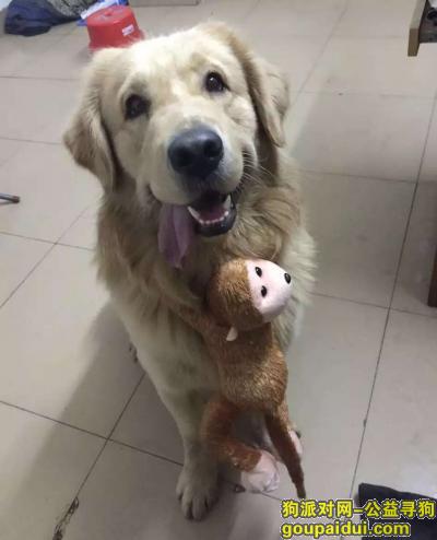 【广州找狗】，番禺大石寻狗重金酬谢，它是一只非常可爱的宠物狗狗，希望它早日回家，不要变成流浪狗。