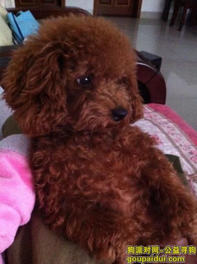 【重庆找狗】，重庆市江津区长城路西江苑5000酬金寻找泰迪，它是一只非常可爱的宠物狗狗，希望它早日回家，不要变成流浪狗。