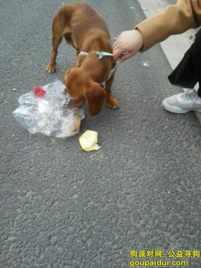 收养腊肠犬，无锡 东亭 附近捡到 一只腊肠犬，它是一只非常可爱的宠物狗狗，希望它早日回家，不要变成流浪狗。