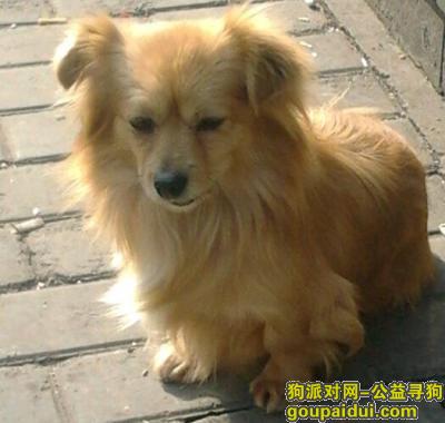 【上海找狗】，有看到这狗或已在养着的人请与我联系，它是一只非常可爱的宠物狗狗，希望它早日回家，不要变成流浪狗。