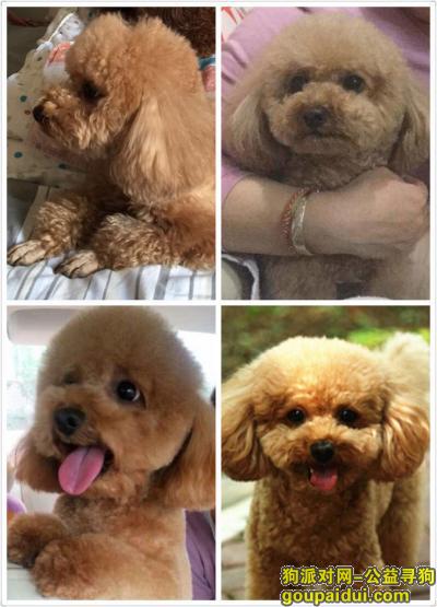 【北京找狗】，北京朝阳区紫南家园和世纪东方城酬谢五千元寻找泰迪，它是一只非常可爱的宠物狗狗，希望它早日回家，不要变成流浪狗。
