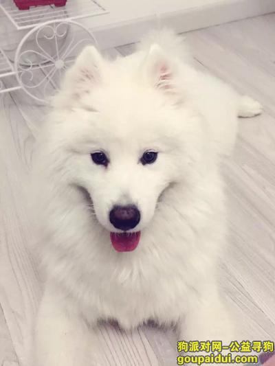 【天津找狗】，走失白色萨摩男孩，找到必有重谢！，它是一只非常可爱的宠物狗狗，希望它早日回家，不要变成流浪狗。