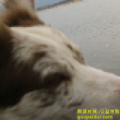 【苏州找狗】，边境牧羊犬，咖啡色，公的2岁。，它是一只非常可爱的宠物狗狗，希望它早日回家，不要变成流浪狗。