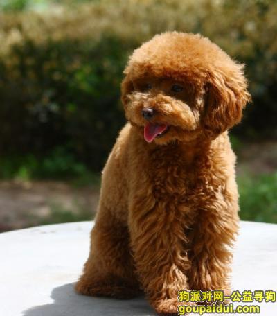 3.23在深圳宝安中心站附近草坪捡到一只泰迪狗，它是一只非常可爱的宠物狗狗，希望它早日回家，不要变成流浪狗。