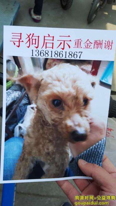 【上海找狗】，上海普陀区真光路桃浦路酬谢三千元寻找爱犬，它是一只非常可爱的宠物狗狗，希望它早日回家，不要变成流浪狗。