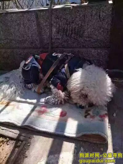 有找狗狗的吗，北京……右安门外北京市营养源研究所，它是一只非常可爱的宠物狗狗，希望它早日回家，不要变成流浪狗。
