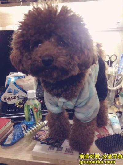 【广州找狗】，广州江南西杏园小区附近走失一只褐色贵宾犬。，它是一只非常可爱的宠物狗狗，希望它早日回家，不要变成流浪狗。