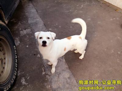 【惠州找狗】，我家狗狗SUNY 又失蹤了，它是一只非常可爱的宠物狗狗，希望它早日回家，不要变成流浪狗。
