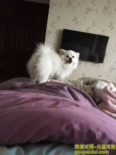 南通市崇川区中南世纪城悬赏一万元寻找白色博美，它是一只非常可爱的宠物狗狗，希望它早日回家，不要变成流浪狗。