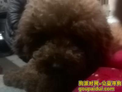 【上海捡到狗】，同仁医院附近 没尾巴 后面一片巧克力色，它是一只非常可爱的宠物狗狗，希望它早日回家，不要变成流浪狗。