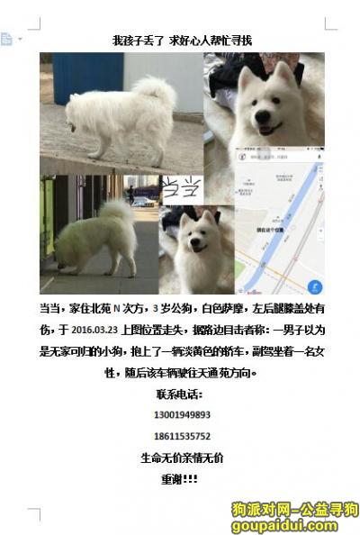 【北京找狗】，找回萨摩耶当当在3.23日在清河附近被抱走，它是一只非常可爱的宠物狗狗，希望它早日回家，不要变成流浪狗。