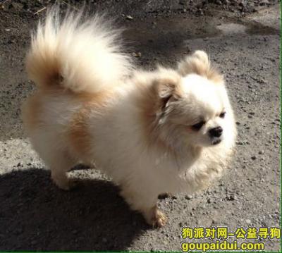 乌鲁木齐重金寻找爱犬贝贝，它是一只非常可爱的宠物狗狗，希望它早日回家，不要变成流浪狗。
