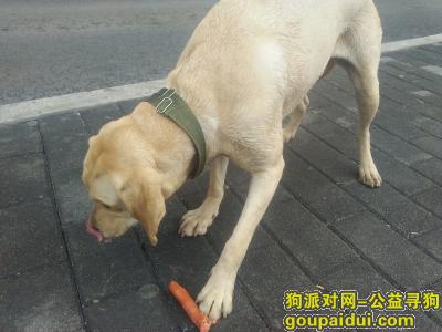 重庆捡到狗，大学城—谁家的拉布拉多丢了，它是一只非常可爱的宠物狗狗，希望它早日回家，不要变成流浪狗。
