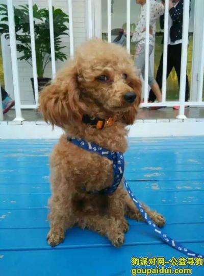 【大连找狗】，浅棕色泰迪。有一条腿 残疾，它是一只非常可爱的宠物狗狗，希望它早日回家，不要变成流浪狗。