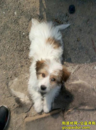 小白狗，眼睛周围一圈和耳朵还有右背一小块是棕色毛。北京市，丰台区，它是一只非常可爱的宠物狗狗，希望它早日回家，不要变成流浪狗。