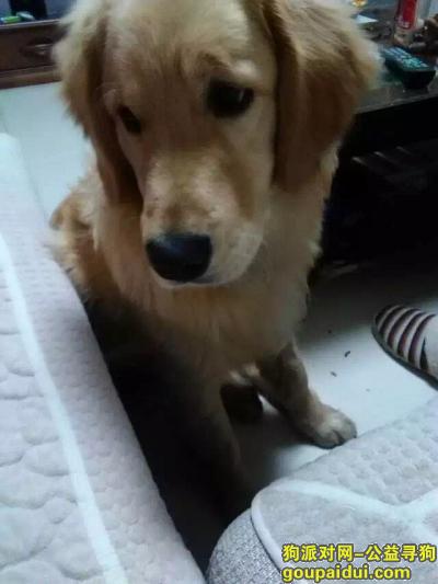 雨花西路附近寻八个月大的金毛，它是一只非常可爱的宠物狗狗，希望它早日回家，不要变成流浪狗。