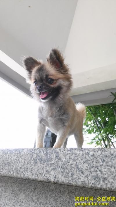 【深圳找狗】，西丽新围村寻狗  小小只棕色串串，它是一只非常可爱的宠物狗狗，希望它早日回家，不要变成流浪狗。