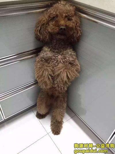 【北京找狗】，寻找乖乖！四岁半 毛毛很长了，它是一只非常可爱的宠物狗狗，希望它早日回家，不要变成流浪狗。