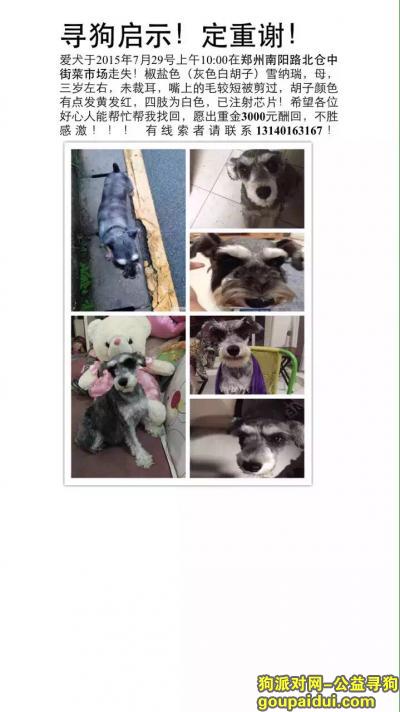 【郑州找狗】，南阳路北仓中街丢失椒盐雪纳瑞，它是一只非常可爱的宠物狗狗，希望它早日回家，不要变成流浪狗。