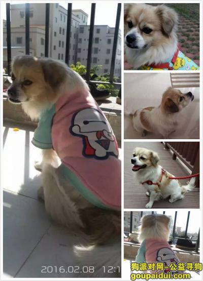 广东省中山市【寻狗启示】谁都想成为幸运的一个，愿大众有心人帮帮忙，狗狗很累，没力气了，拜托大家，它是一只非常可爱的宠物狗狗，希望它早日回家，不要变成流浪狗。