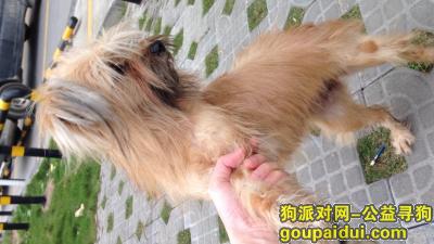 广州捡到狗，黄埔区大沙地附近捡了一只母哈维那？，它是一只非常可爱的宠物狗狗，希望它早日回家，不要变成流浪狗。