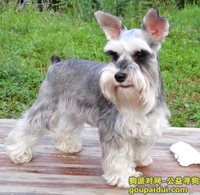 【北京找狗】，本人爱犬雪纳瑞3月23日丢失，现家人万分着急，望有看见的爱心人士给予联系，它是一只非常可爱的宠物狗狗，希望它早日回家，不要变成流浪狗。