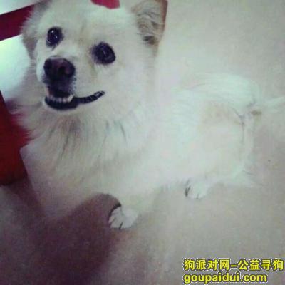 【广州找狗】，她不是宠物，她是我的家人，，它是一只非常可爱的宠物狗狗，希望它早日回家，不要变成流浪狗。