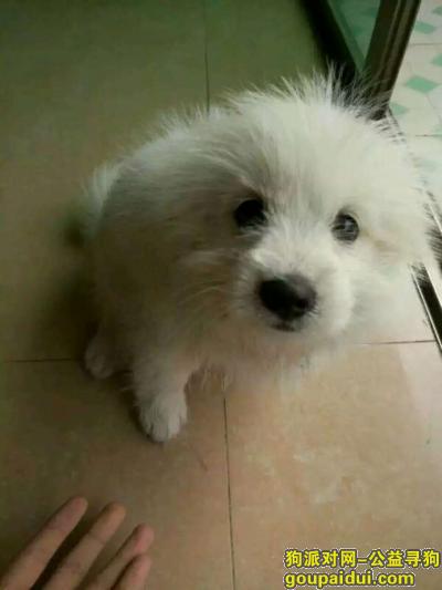 【广州找狗】，她们不是宠物，是我的家人，它是一只非常可爱的宠物狗狗，希望它早日回家，不要变成流浪狗。