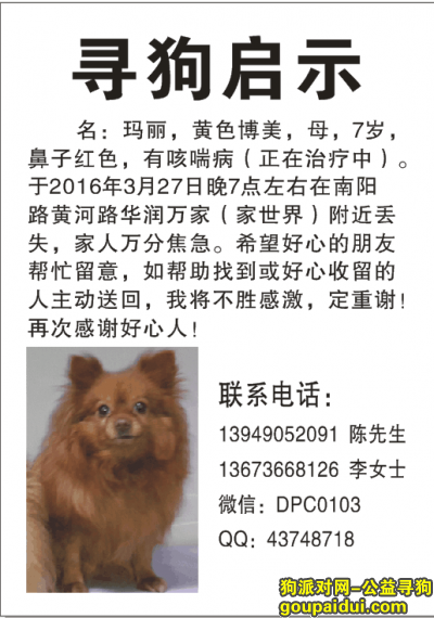 郑州寻狗（黄色博美，南阳路黄河路附近丢失），它是一只非常可爱的宠物狗狗，希望它早日回家，不要变成流浪狗。