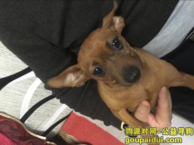 青海省西宁市古城台丢失鹿犬，它是一只非常可爱的宠物狗狗，希望它早日回家，不要变成流浪狗。