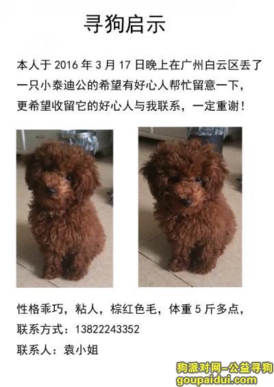 广州白云区走失一只公泰迪，它是一只非常可爱的宠物狗狗，希望它早日回家，不要变成流浪狗。
