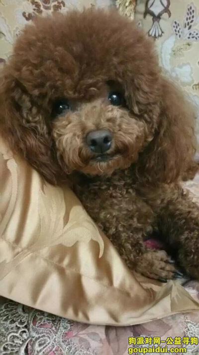 青岛寻狗启示，胶州寻狗‼️棕色泰迪公犬！，它是一只非常可爱的宠物狗狗，希望它早日回家，不要变成流浪狗。