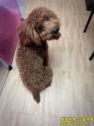 【上海找狗】，寻找走失狗狗（泰迪），它是一只非常可爱的宠物狗狗，希望它早日回家，不要变成流浪狗。