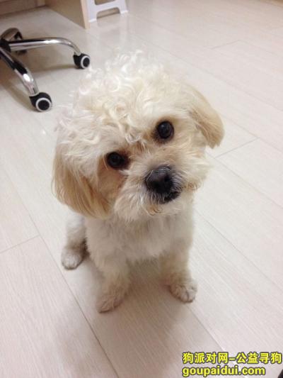 北京市丰台区韩庄子小区丢失宠物狗一只，它是一只非常可爱的宠物狗狗，希望它早日回家，不要变成流浪狗。