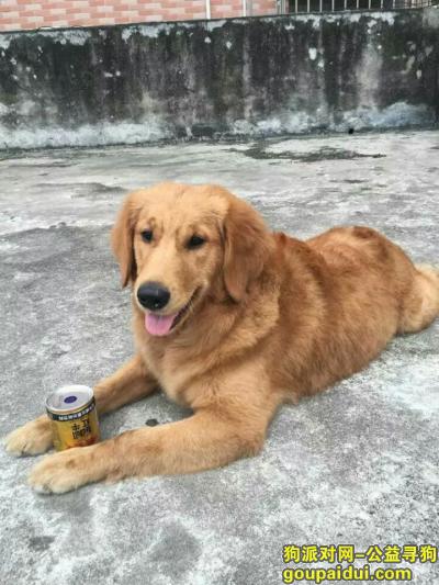 广东东莞酬金寻爱狗金毛十三，它是一只非常可爱的宠物狗狗，希望它早日回家，不要变成流浪狗。