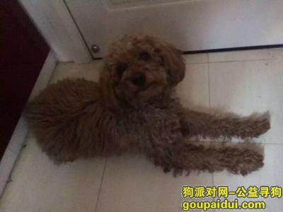上海寻狗主人，我捡到一只泰迪，有没有人愿意领养，它是一只非常可爱的宠物狗狗，希望它早日回家，不要变成流浪狗。