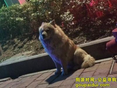 广州找狗主人，海珠区新港东路磨碟沙派出所附近，现黄棕色狗，疑走失，它是一只非常可爱的宠物狗狗，希望它早日回家，不要变成流浪狗。