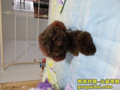 【天津找狗】，咖啡色泰迪，寻到归还酬谢2000，它是一只非常可爱的宠物狗狗，希望它早日回家，不要变成流浪狗。