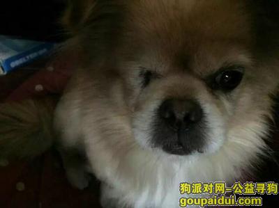浅棕色独眼京巴，寻回酬谢2000元，它是一只非常可爱的宠物狗狗，希望它早日回家，不要变成流浪狗。
