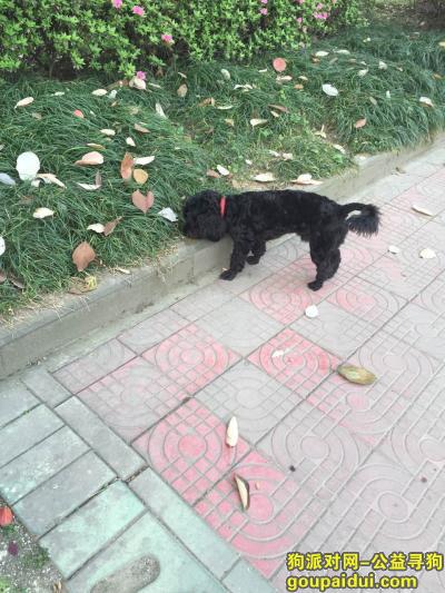 成都捡到狗，华西里面发现一只走丢 黑色泰迪 未断尾，它是一只非常可爱的宠物狗狗，希望它早日回家，不要变成流浪狗。