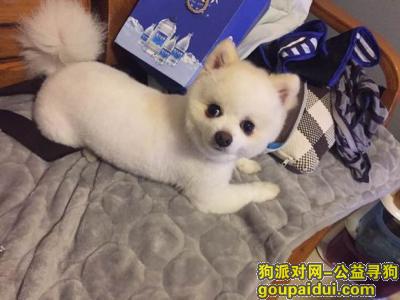 【广州找狗】，白云大道北磨溪小区丢失小白狗银狐犬，它是一只非常可爱的宠物狗狗，希望它早日回家，不要变成流浪狗。